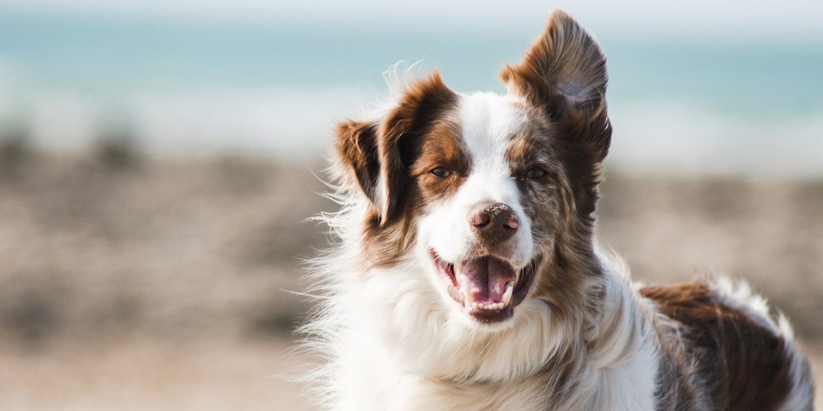 Two happy dogs playing outdoors